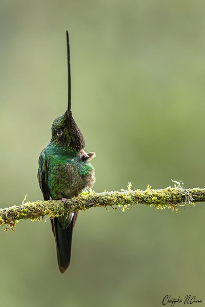 Sword-billed Hummingbird