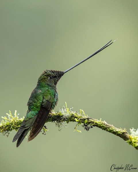 Sword-billed Hummingbird