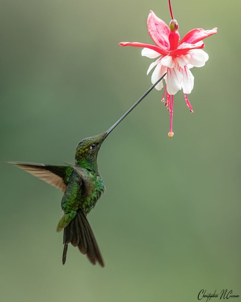 Sword-billed Hummingbird