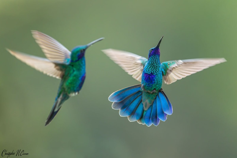 Sparkling Violetear