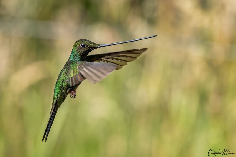 Sword-billed Hummingbird