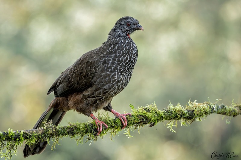 Colombian Chachalaca