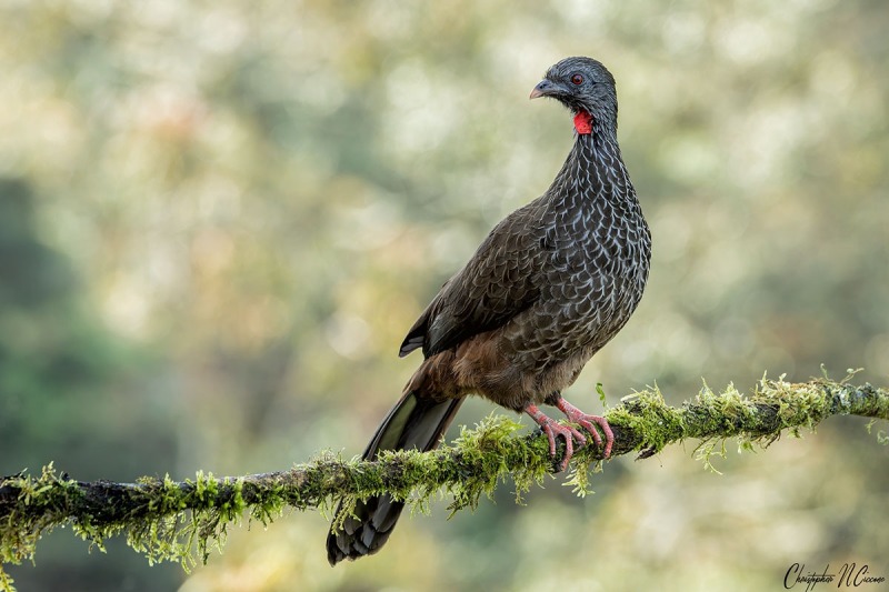 Colombian Chachalaca