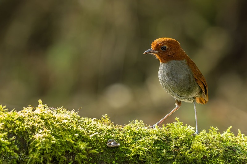 Bicolored Antpitta