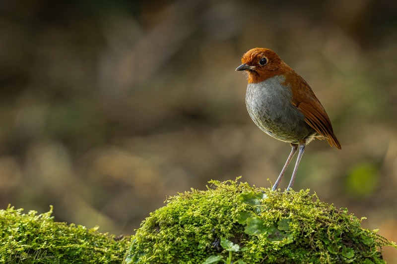 Bicolored Antpitta