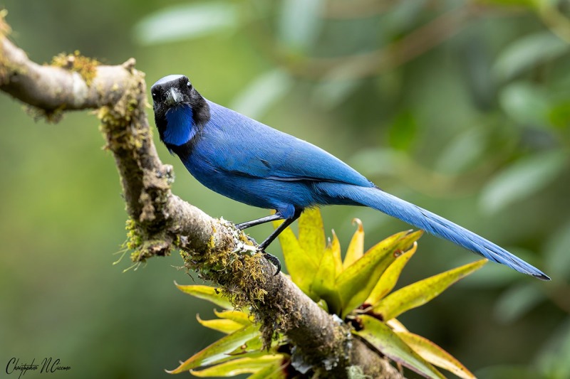Black-collared Jay