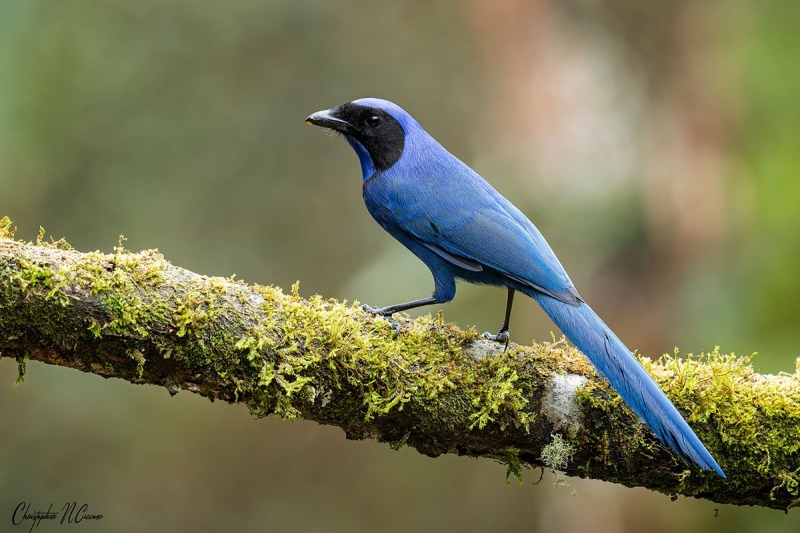 Black-collared Jay