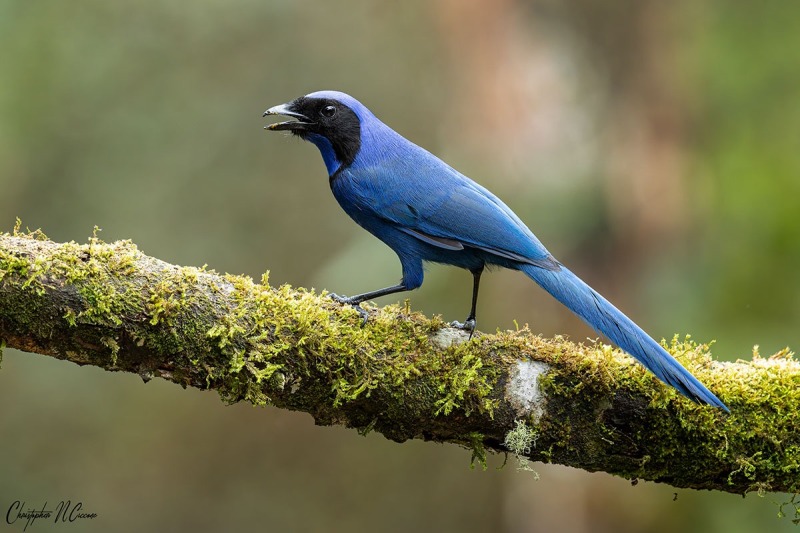 Black-collared Jay