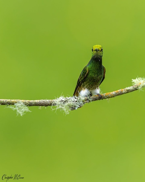 Buff-tailed Coronet
