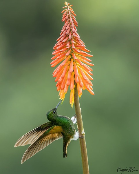 Buff-tailed Coronet
