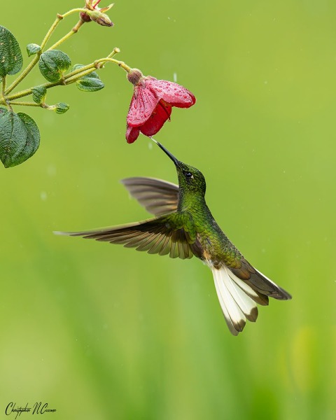 Buff-tailed Coronet