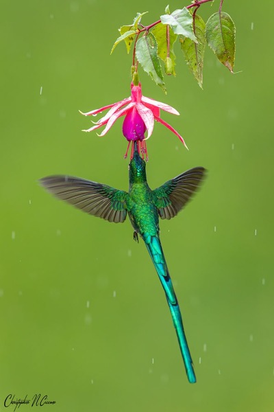 Long-tailed Sylph