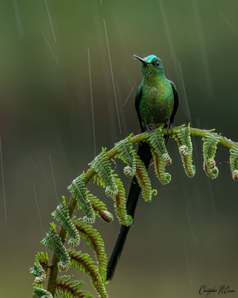 Long-tailed Sylph