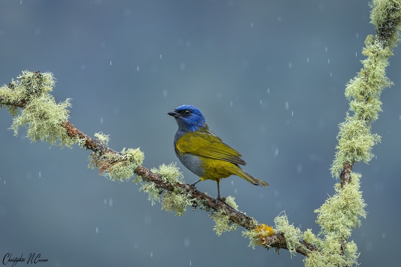 Blue-capped Tanager