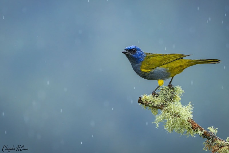 Blue-capped Tanager