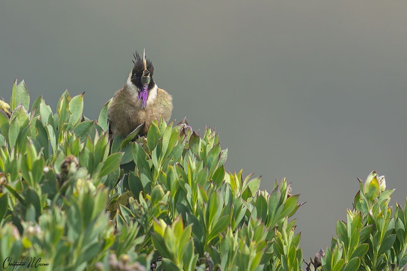 Buffy Helmetcrest
