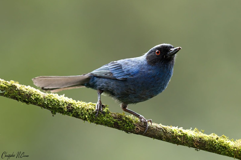 Masked Flowerpiercer