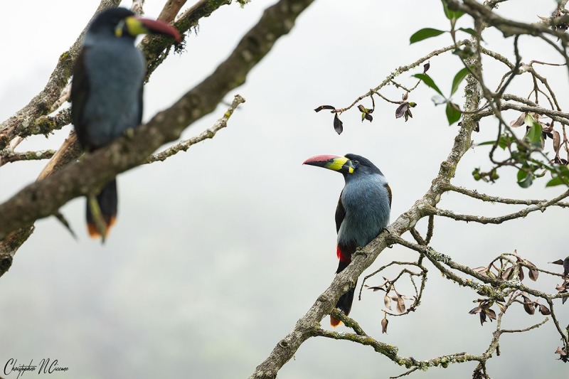 Grey-breasted Mountain Toucan