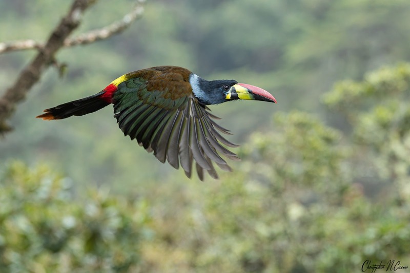 Gray-breasted Mountain-Toucan