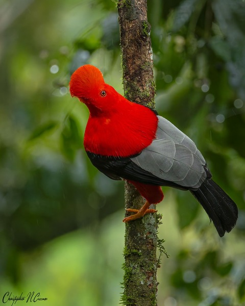 Andean Cock-of-the-rock
