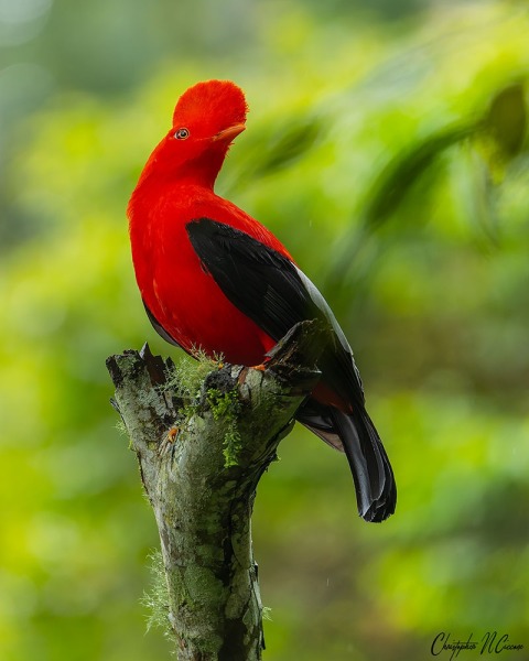 Andean Cock-of-the-rock