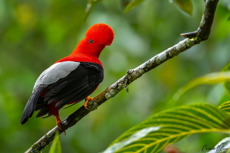 Andean Cock-of-the-rock
