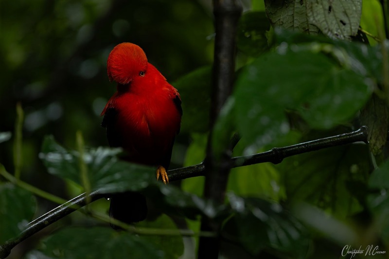 Andean Cock-of-the-rock