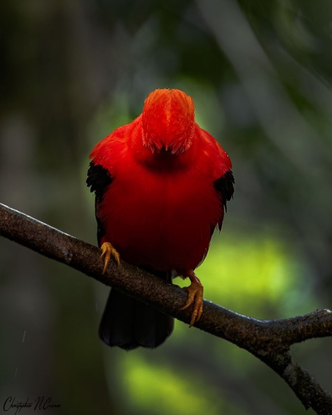 Andean Cock-of-the-rock