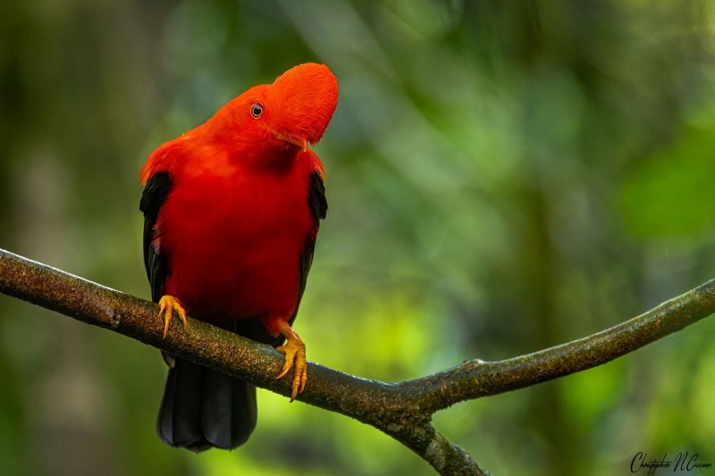 Andean Cock-of-the-rock