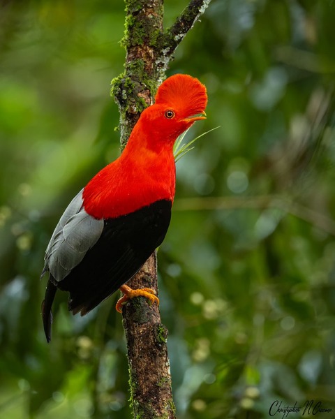 Andean Cock-of-the-rock