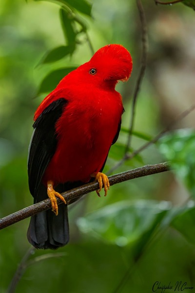 Andean Cock-of-the-rock