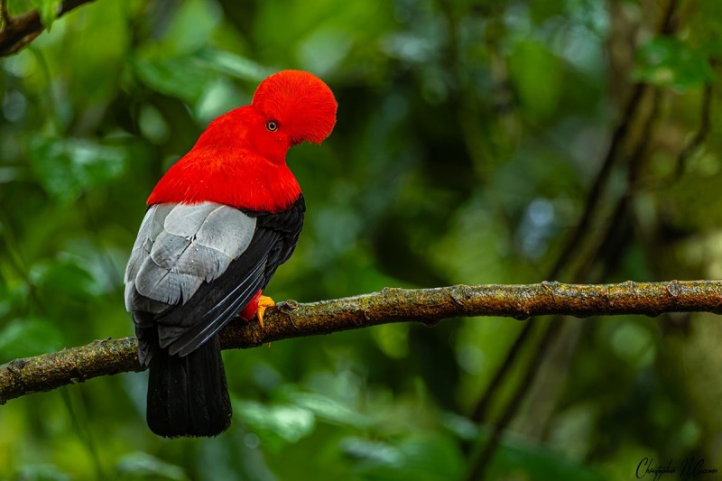 Andean Cock-of-the-rock