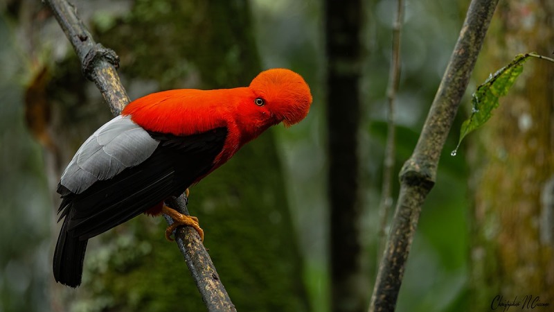Andean Cock-of-the-rock