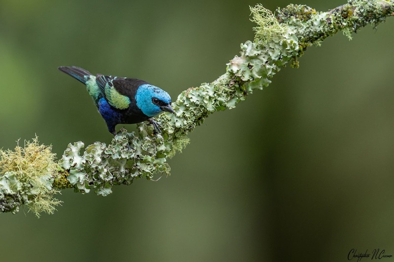 Blue-necked Tanager