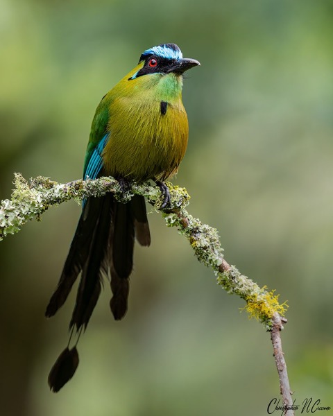 Andean Motmot