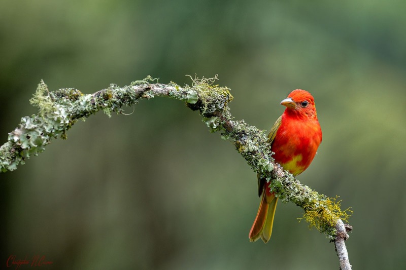 Summer Tanager