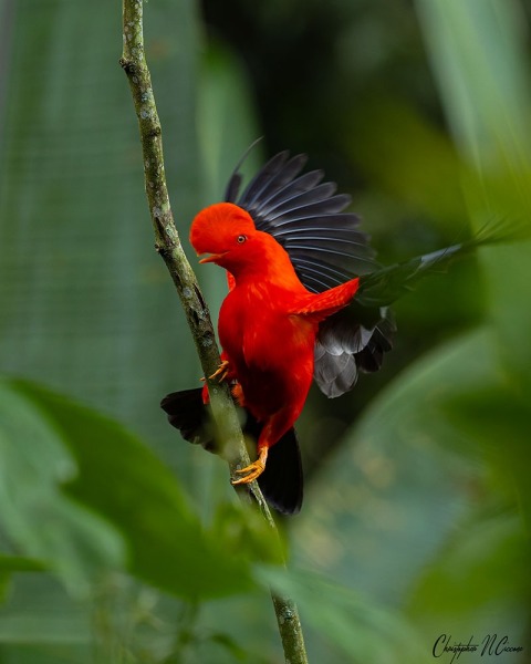 Andean Cock-of-the-Rock