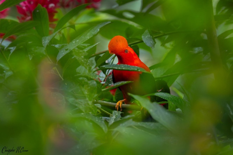 Andean Cock-of-the-Rock