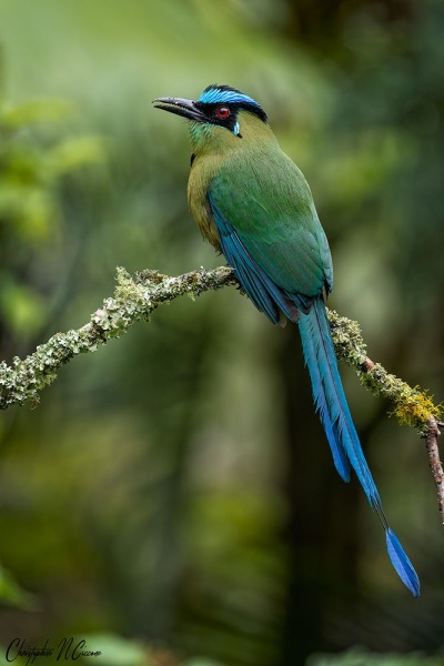 Andean Motmot