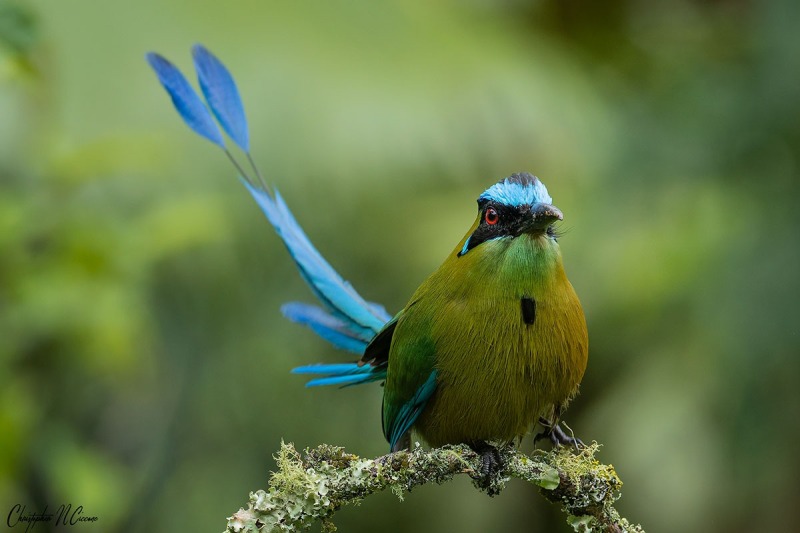 Andean Motmot