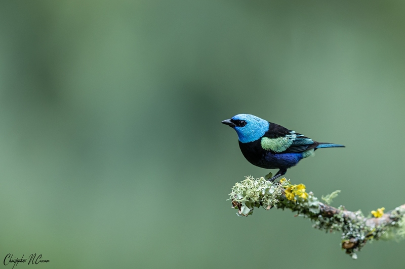 Blue-necked Tanager