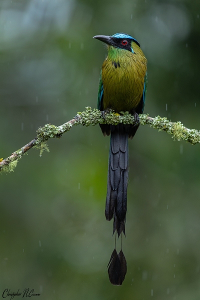 Andean Motmot