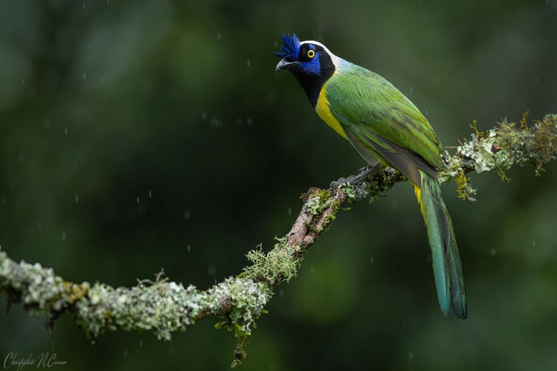 Inca Jay