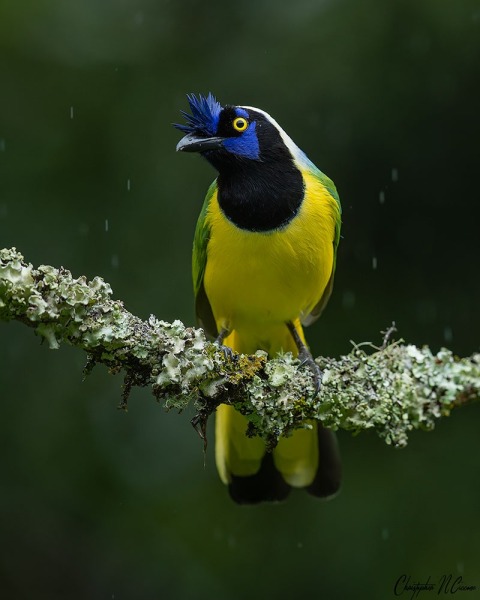 Inca Jay