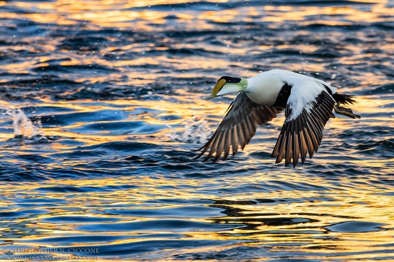 Common Eider