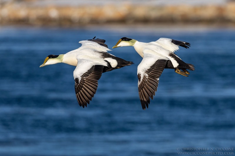 Common Eider