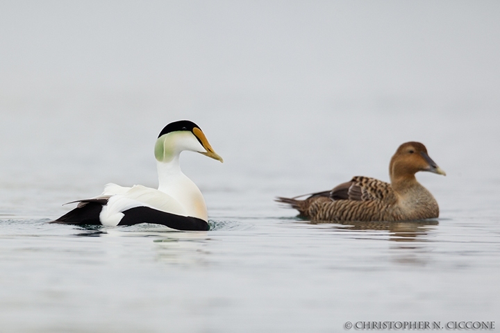 Common Eider