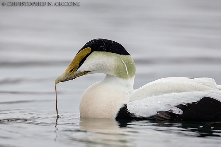 Common Eider