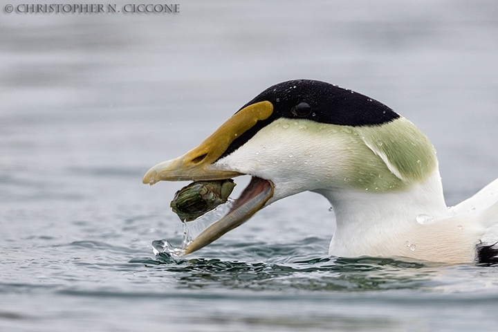 Common Eider