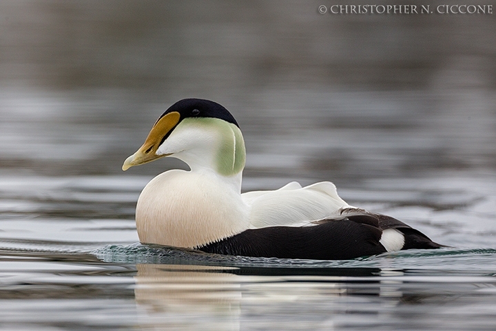 Common Eider